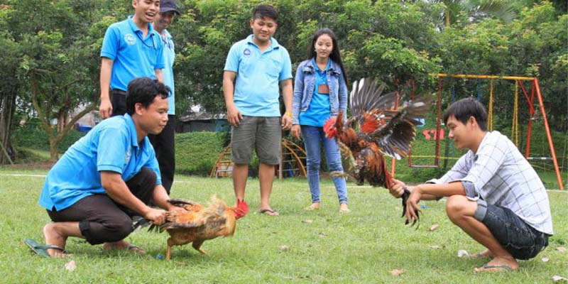 Khám phá sân chơi hấp dẫn cùng những chiến kê mạnh mẽ