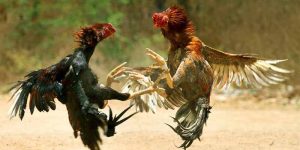 Tìm Hiểu Về Thế Gà Đá Xạ Cực Hiểm Của Chiến Kê Vô Địch