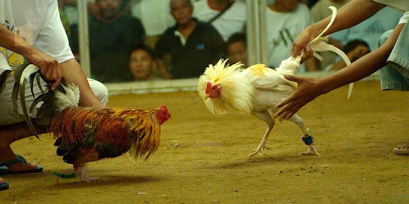 Tổng hợp các bước chơi đá gà 58WIN mới nhất 2025